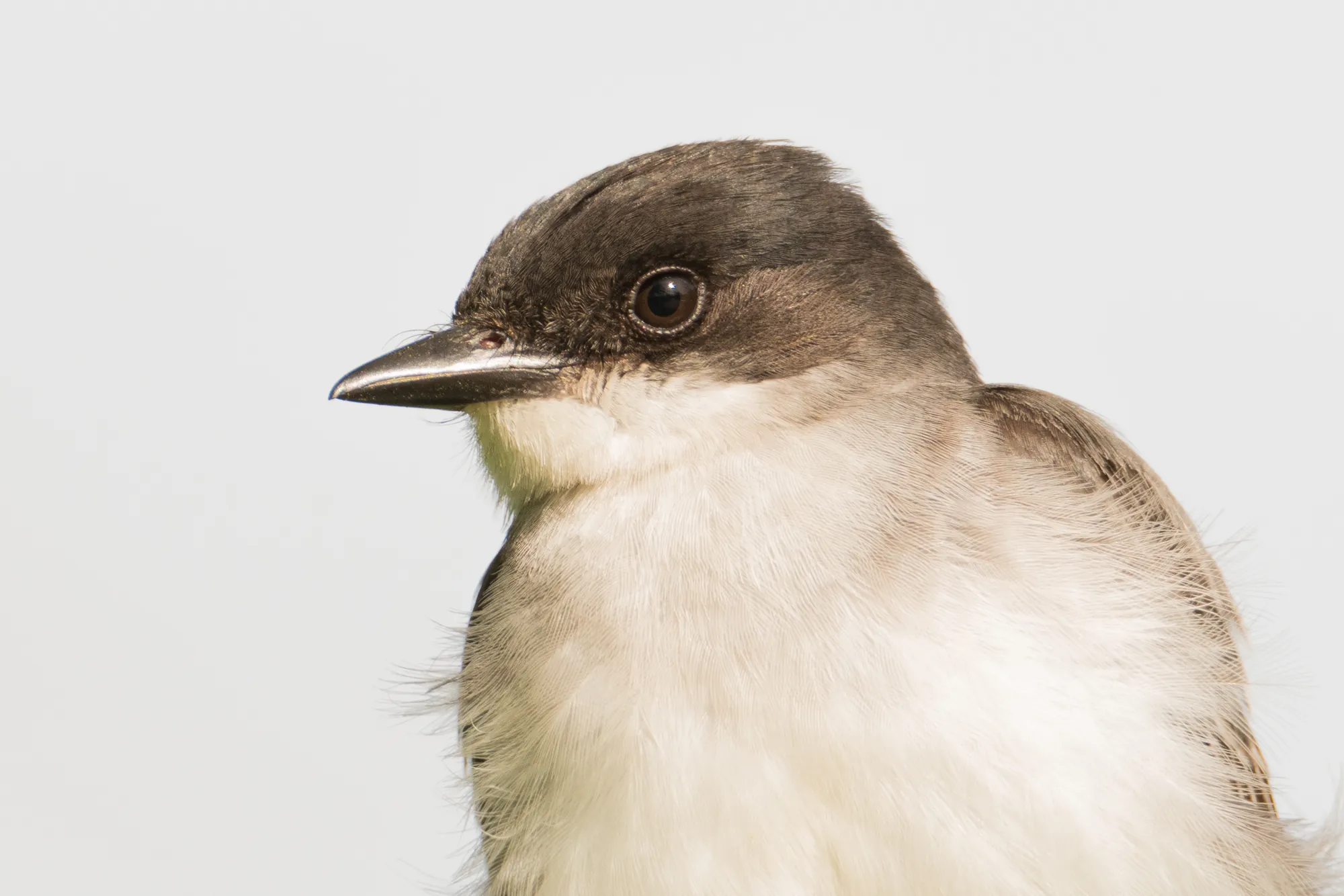 Kingbird, studio lighting, Ulao Creek, Wisconsin. 2019.